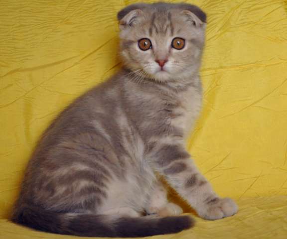Вислоухий голубой мраморный котик 3 мес.