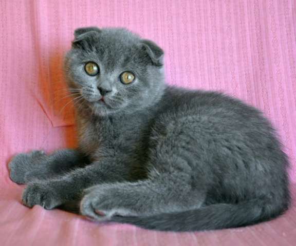 Шикарный шотландский вислоухий голубой котик