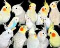 Кореллы ручные попугаи способные к разговору.