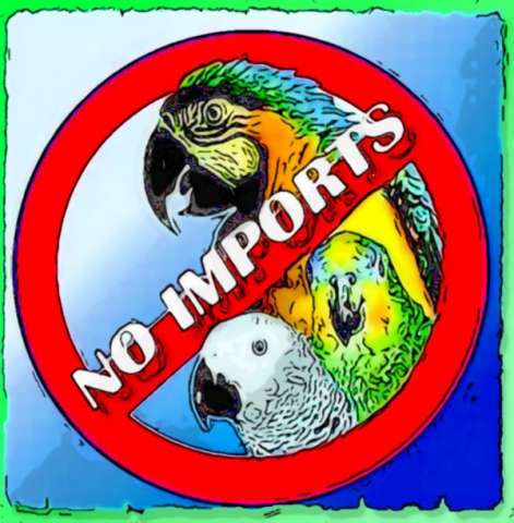 Попугаи - абсолютно ручные птенцы из питомников Кубы, Японии, Индии, Тибета - без документов.