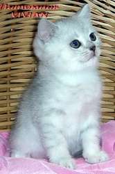Британские котята  из питомнка vivian.