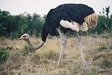 Продаю африканских страусов