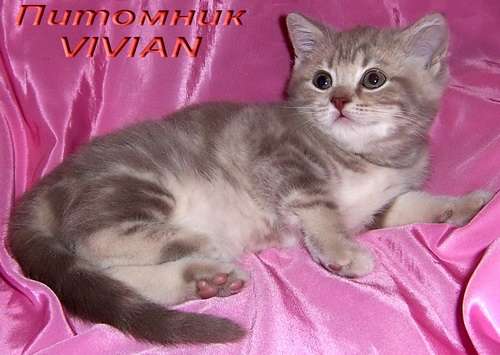 Британские  котята лиловый мрамор на серебре из питомника VIVIAN.