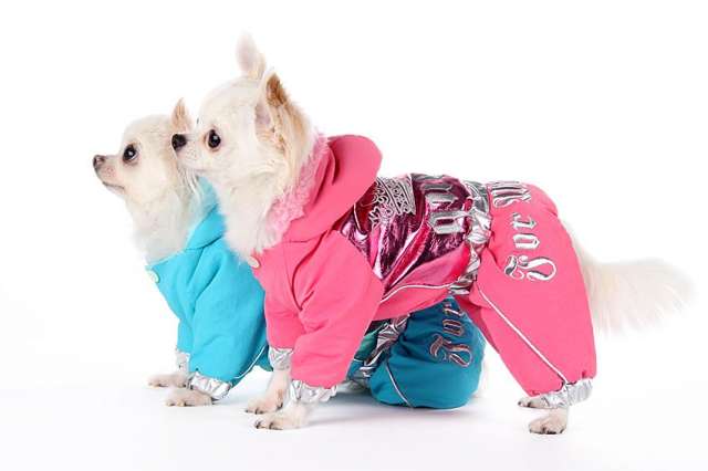 «БарбосоФФ» - это интернет-магазин модной и качественной одежды для собак
