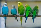 Птенчики волнистых попугаев
