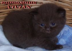 Британские котята голубые,лиловые, шоколадные, мраморные