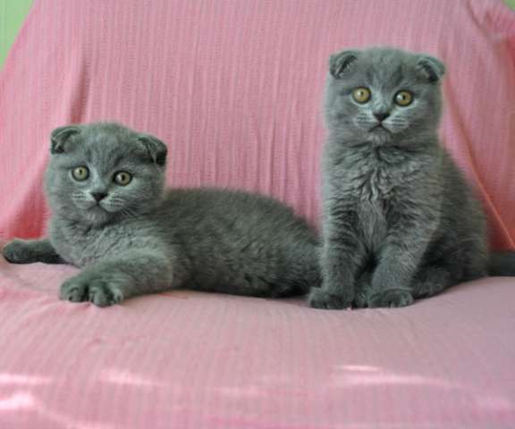 Видео. Два супер плюшевых шотландских вислоухих голубых котика.