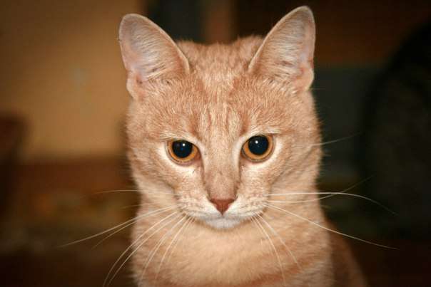 Персиковый Кот Фото