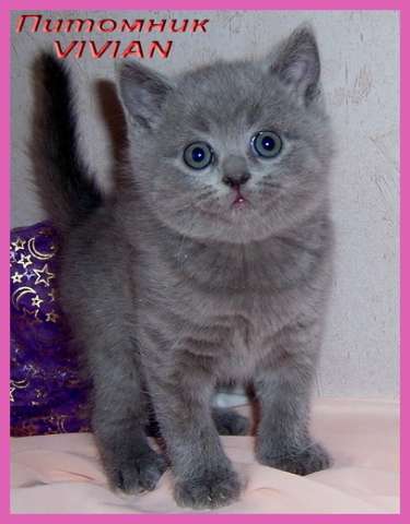 Британские клубные голубые котята из питомника VIVIAN. 