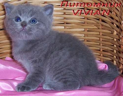 Британские клубные голубые котята из питомника VIVIAN. 