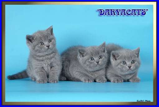  Британские и шотландские котята из питомника Daryacats 