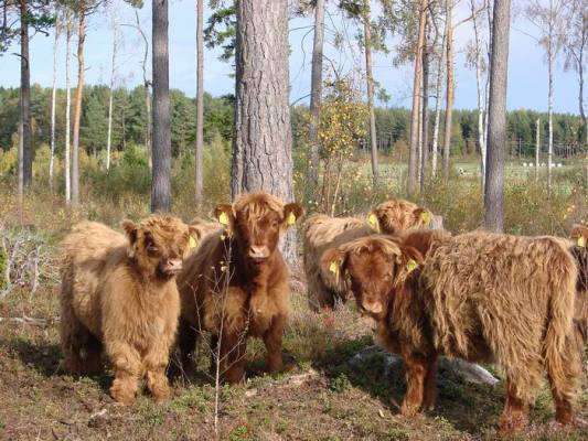 Шотландский скот Коровы зебу, Альпаки, Пони продам