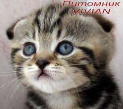 Шотландские клубные мраморные котята из питомника VIVIAN. 