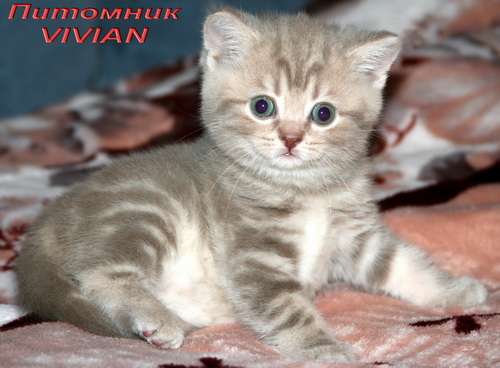  Московский питомник британских кошек VIVIAN.