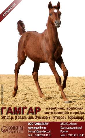 Лошади на продажу, арабский жеребчик Гамгар 