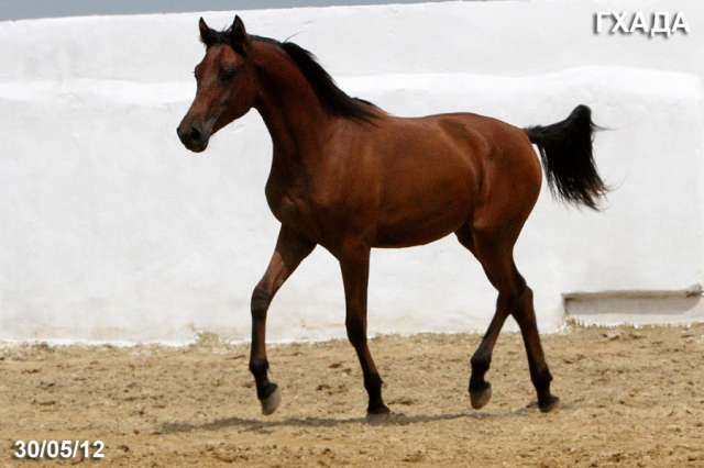 Лошади на продажу, арабская кобылка Гхада 