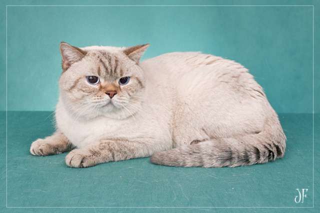 Британский шикарный кот из Чехии