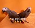 Жако - ручные птенцы из питомника