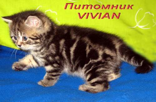 Британские мраморные  котята из питоника VIVIAN.
