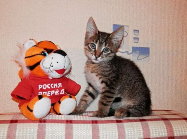 Тигровый-полосатый котёнок - в подарок.м.Выхино
