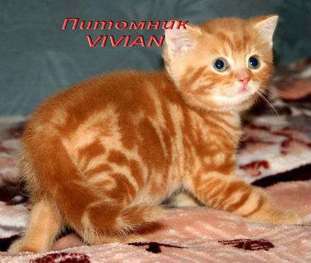 Британские котята  красный мрамор  из питомника VIVIAN