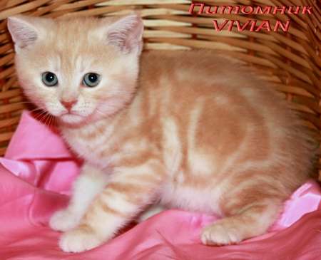 Британские котята  красный мрамор  из питомника 