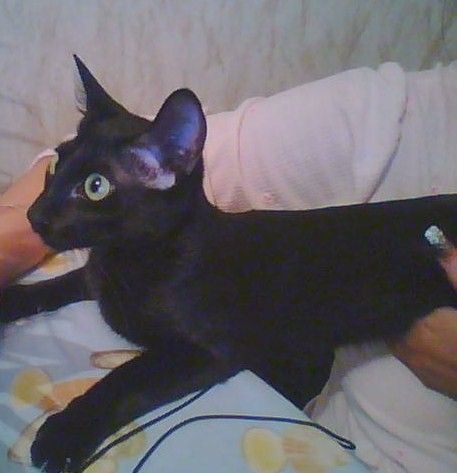 Ориентал кошка черная (32 фото)