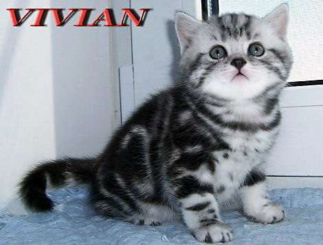 Британские котята мраморные из питом  VIVIAN