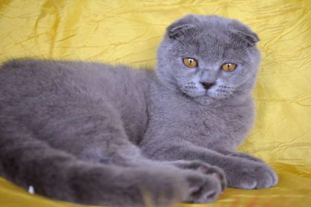 Видео. Супер плюшевый вислоухий голубой котик с идеальными ушками. 4 мес. Котенок племенного класса,