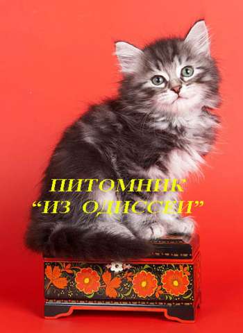 Сибирские котята питомника Из Одиссеи!!!