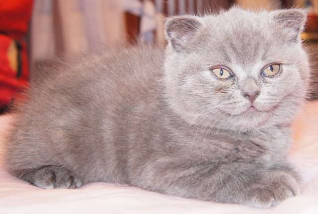 Голубой шотландский вислоухий котенок. Скоттиш Фолд