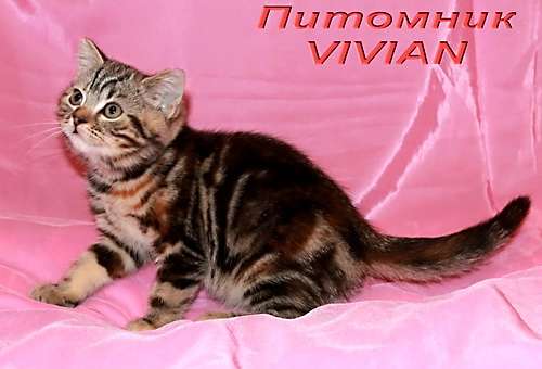  Британские мраморные котята из питомника VIVIAN.