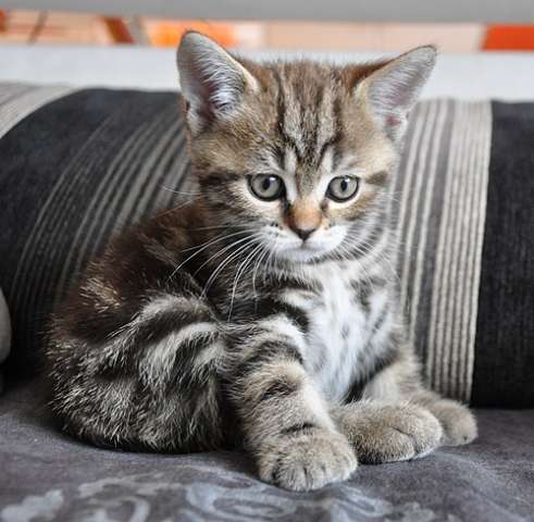 Шотландская вислоухая кошка вискас - картинки и фото витамин-п-байкальский.рф