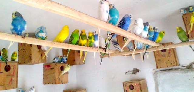 Волнистые попугаи (разных возрастов) ищут хозяев