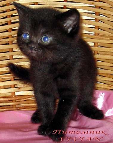 Британские черные  котята из питомника VIVIAN. 