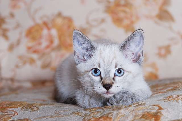 Красивый котёнок метис  тайского в дар