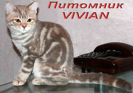  Британские мраморные котята из питомника VIVIAN.