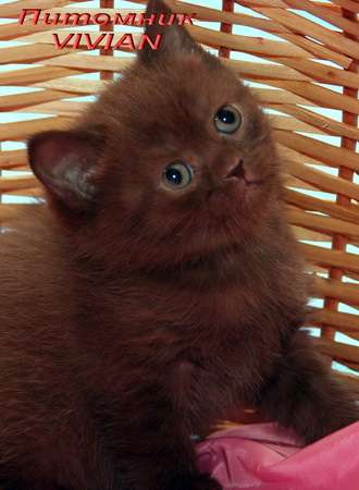 Британские шоколадные котята  из питомника VIVIAN. 