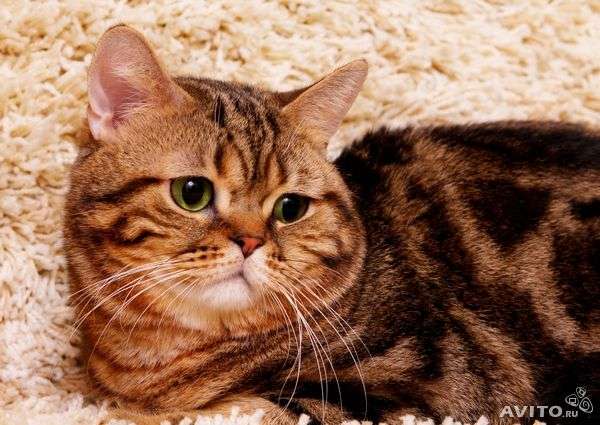 Британская мраморная девочка продажа котенка Питомник кошек вторсырье-м.рф
