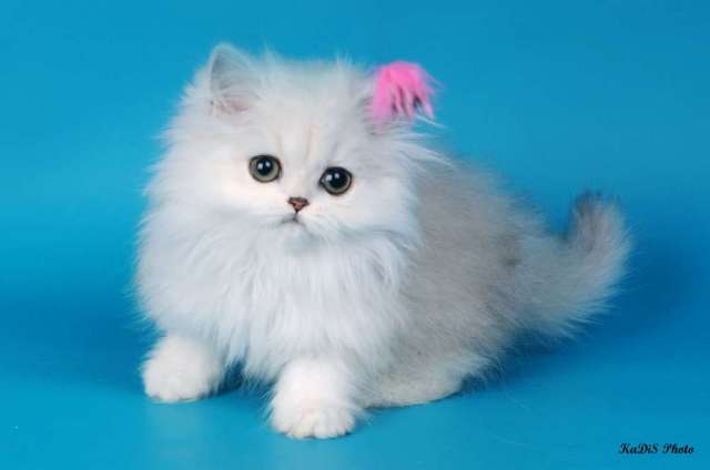 Продам персидских шиншилловых котят