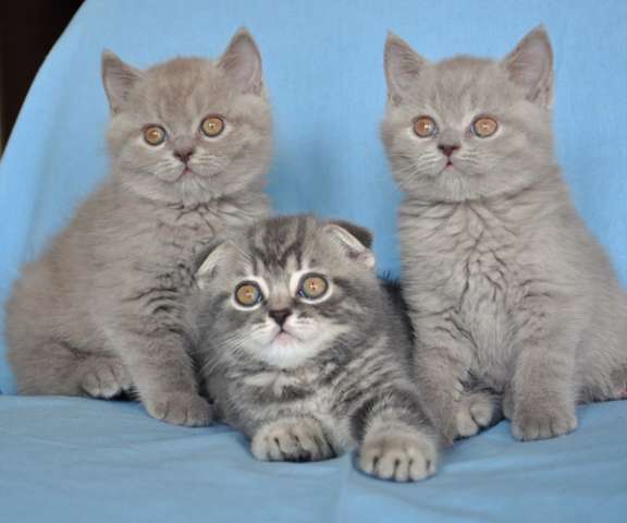 Три красивых шотландских котенка 2 мес.