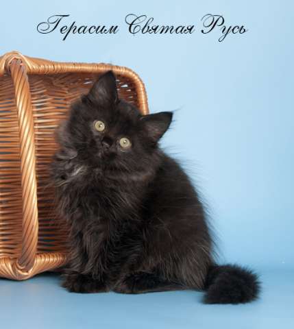 Сибирские котята - все оттенки чёрного