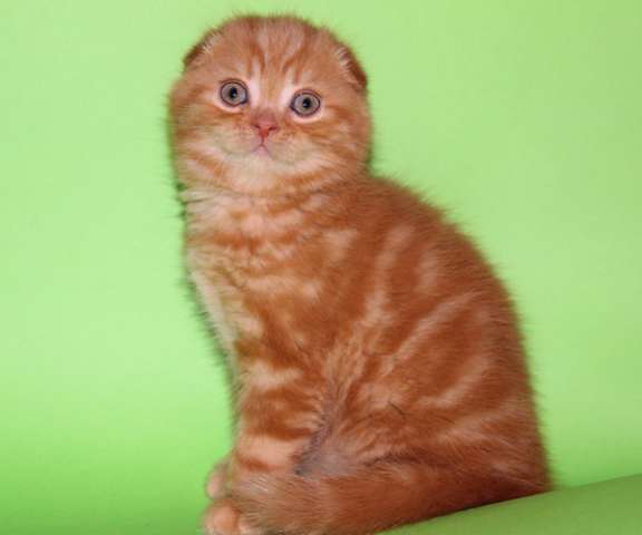 Видео. Шотландский вислоухий красный мраморный котик