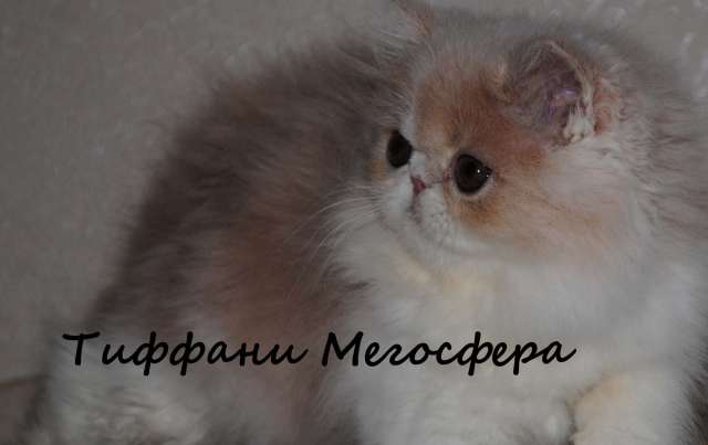 Персидские и экзотические плюшевые котята