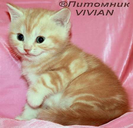 Британские  котята красный мрамор из питомника vivian.