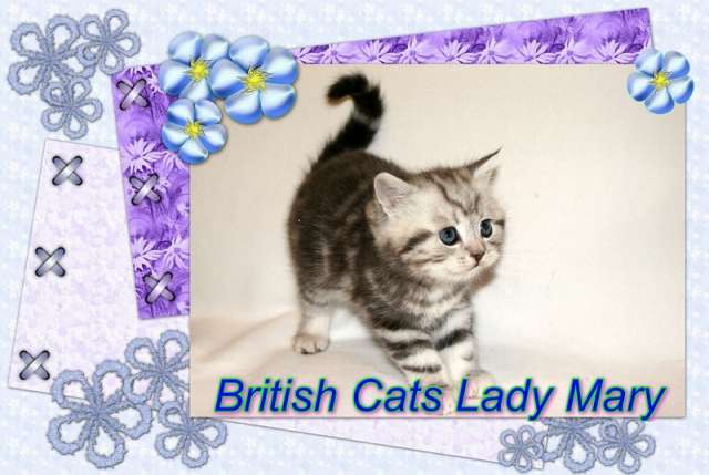 Британские ПОДРОЩЕННЫЕ котята - ласковй подарок для Вас