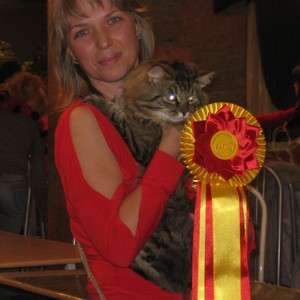 Крупные сибирские котята от родителей - чемпионов