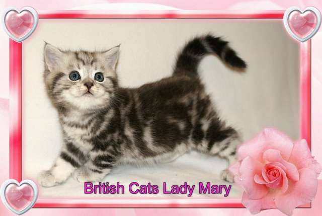 Британские котята окраса черный мрамор на серебре