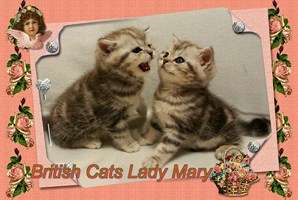 Британские мраморные котята