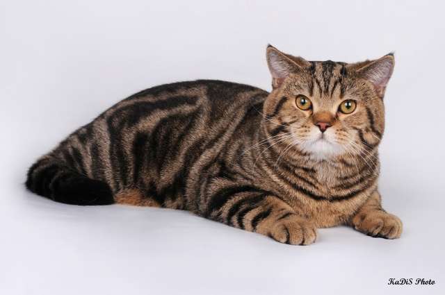Мраморный шотландский кот (скоттиш-страйт) вязка Москва - Вязка кот(кошка)